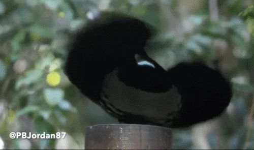 Societate ambivalentă